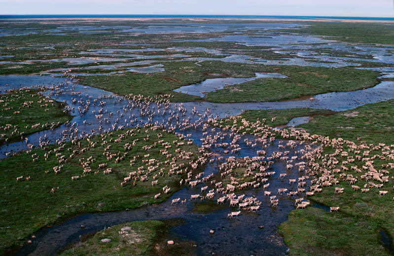 Caribou, Hudson Bay, Canada