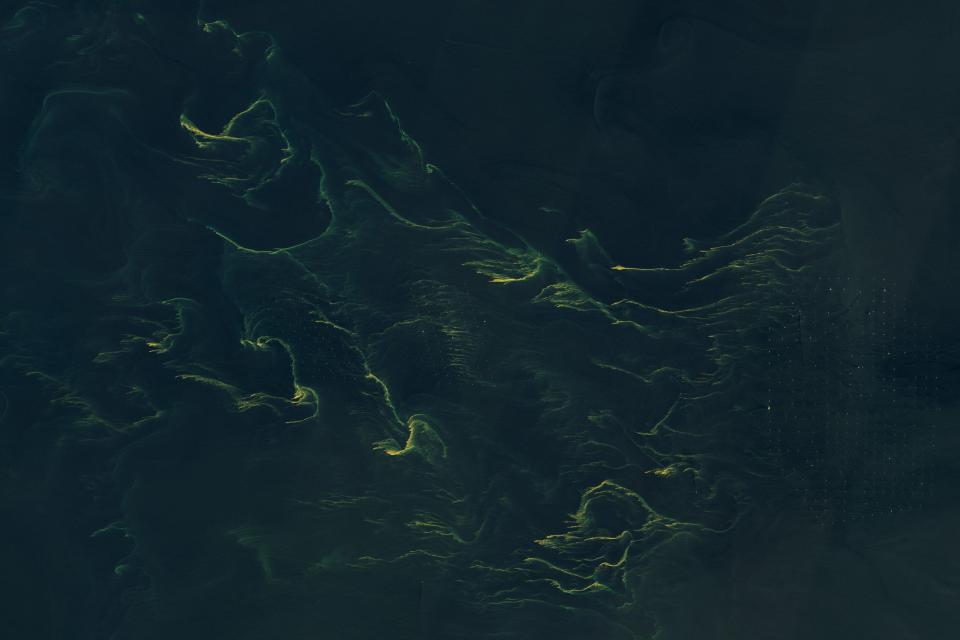 On June 14, 2023, the Operational Land Imager-2 (OLI) on Landsat 9 acquired this natural-color image of a bloom north of the East Frisian Islands in Lower Saxony, Germany. The bloom became visible in natural-color MODIS imagery in late May and drifted in the area through mid-June. The grids of dots within and just east of the phytoplankton are turbines that are part of an offshore wind farm.
