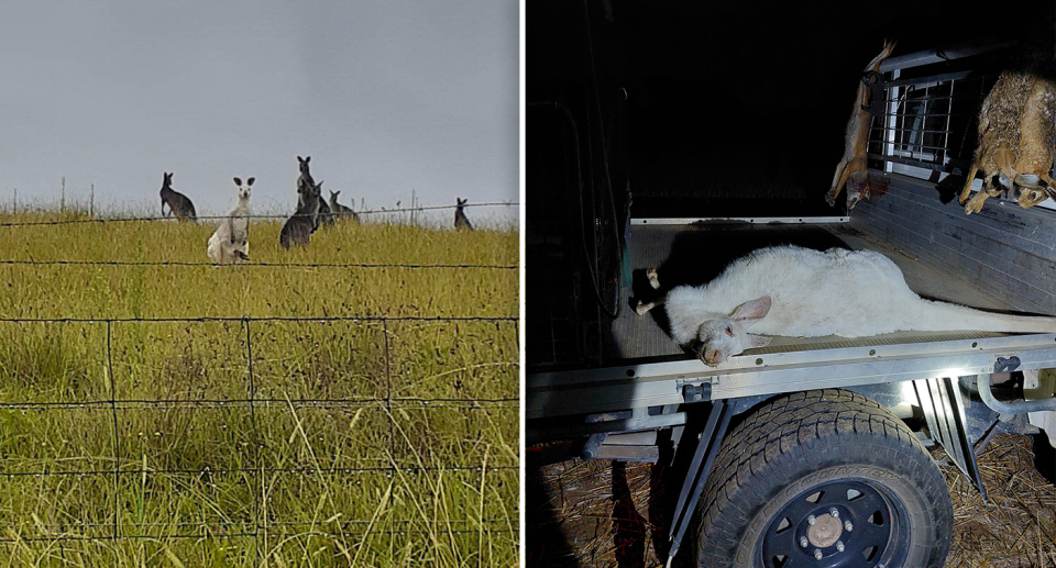 White kangaroos receive no additional protections from hunters in Australia. Source: Facebook