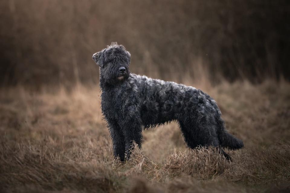 dog of breed bouvier des flandres