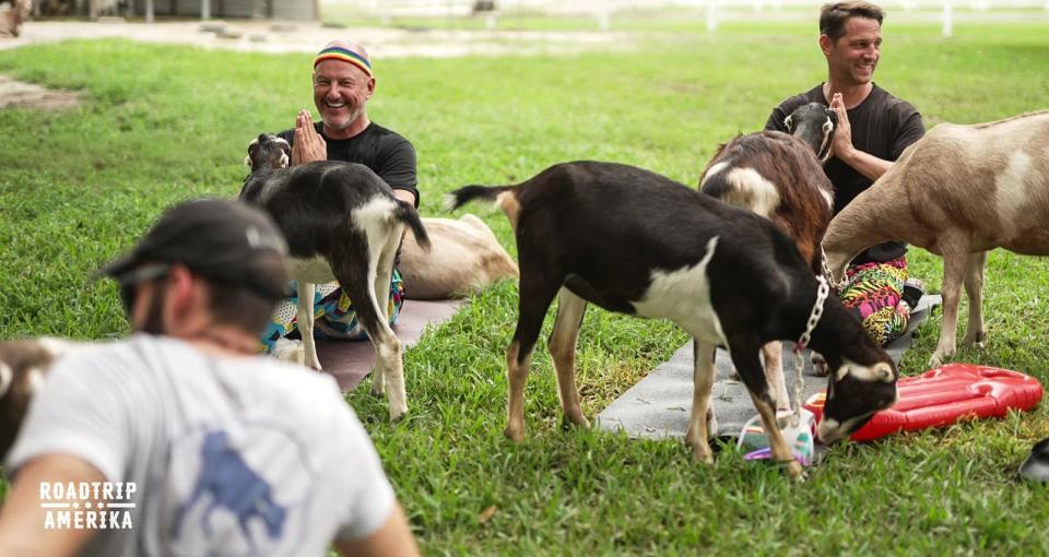 Tierisch viel Spaß hatten Frank Rosin (links) und Alexander Kumptner beim Ziegenyoga nahe Miami. (Bild: Kabel Eins)