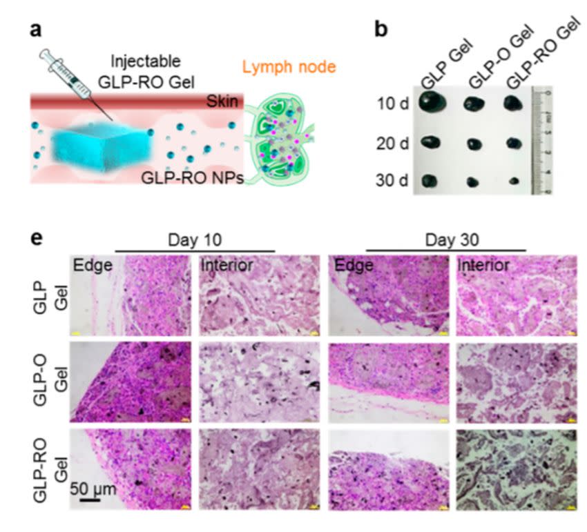 El tratamiento con el hidrogel consiste en un solo tratamiento que libera nanovacunas de ARNm durante treinta días | imagen Yue Yin, Xiaoyang Li, Haixia Ma, et al.