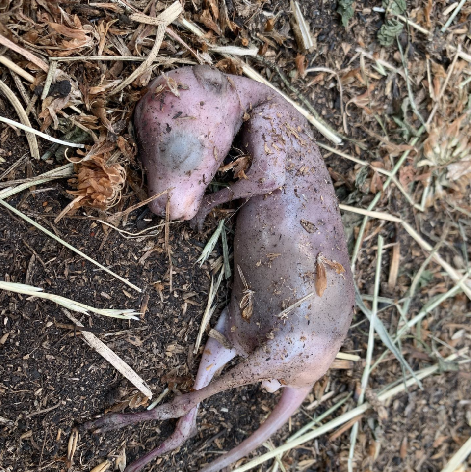 This joey was lost after her mother suffered severe stress from bushfires. Source: Wild2Free