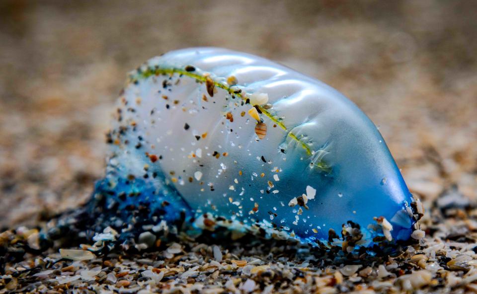 Portuguese men-of-war, such as this on at Midtown Beach on Monday, are appearing on beaches along the island.