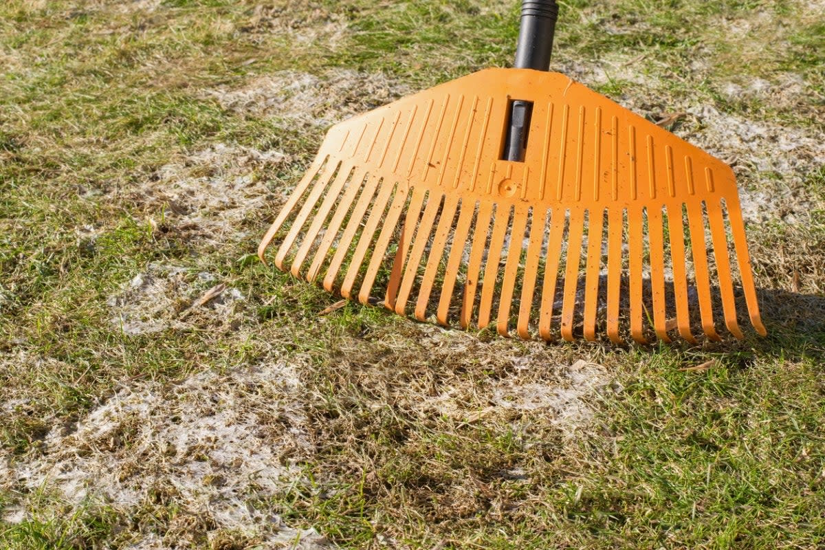 Rake used on lawn fungus.