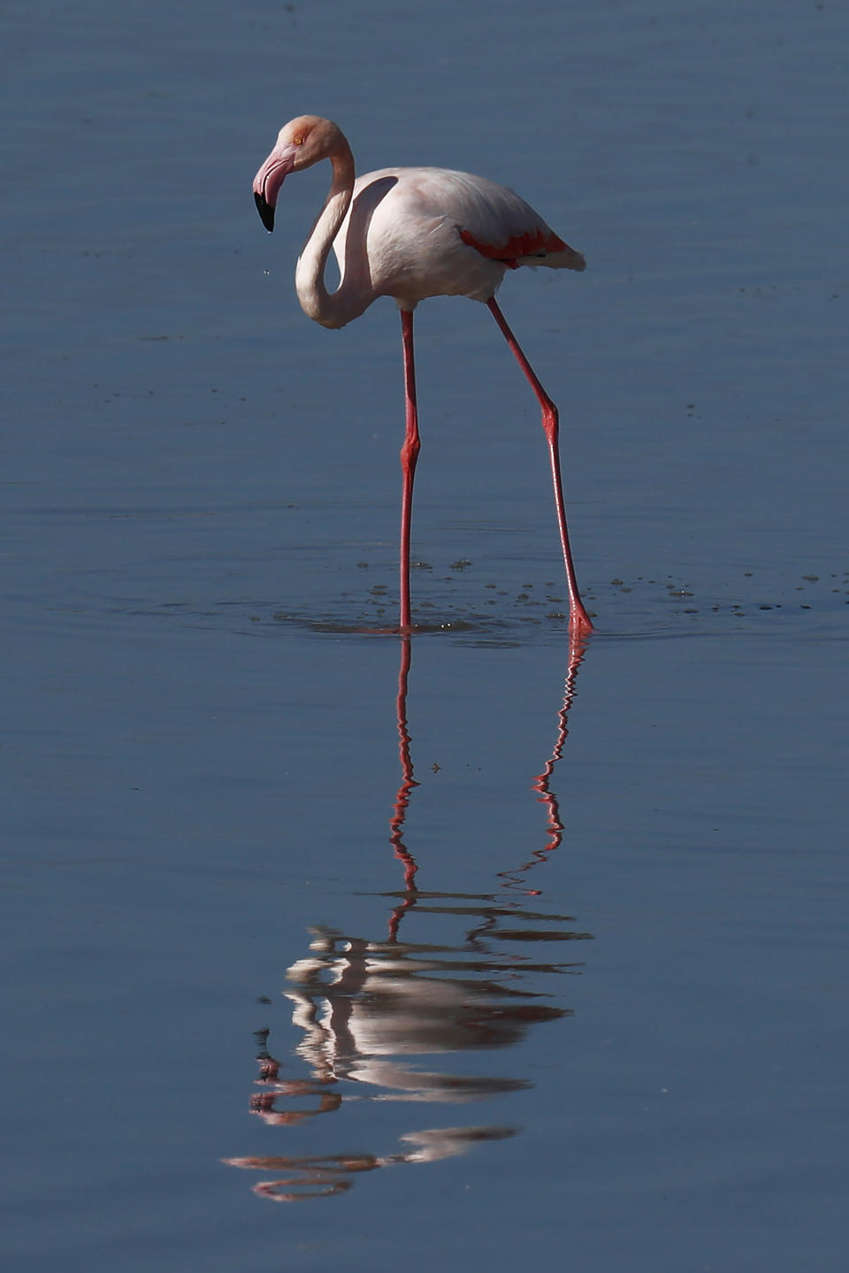 A flamingo stands in a salt lake in the southern coastal city of Larnaca, in the eastern Mediterranean island of Cyprus, Sunday, Jan. 31, 2021. Conservationists in Cyprus are urging authorities to expand a hunting ban throughout a coastal salt lake network amid concerns that migrating flamingos could potentially swallow lethal quantities of lead shotgun pellets. (AP Photo/Petros Karadjias)