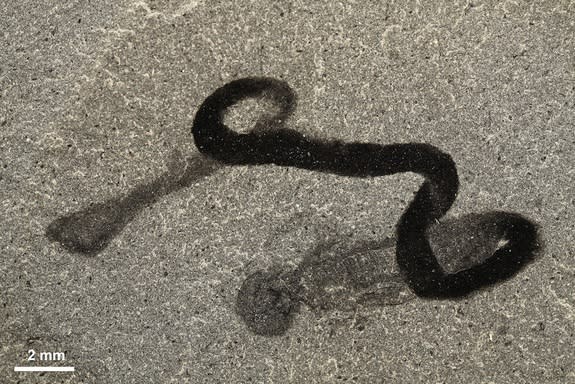 A fossilized <i>Spartobranchus tenuis</i> from the Burgess shale in Canada. The animal contains features of modern acorn worms and modern tube worms called pterobranches.