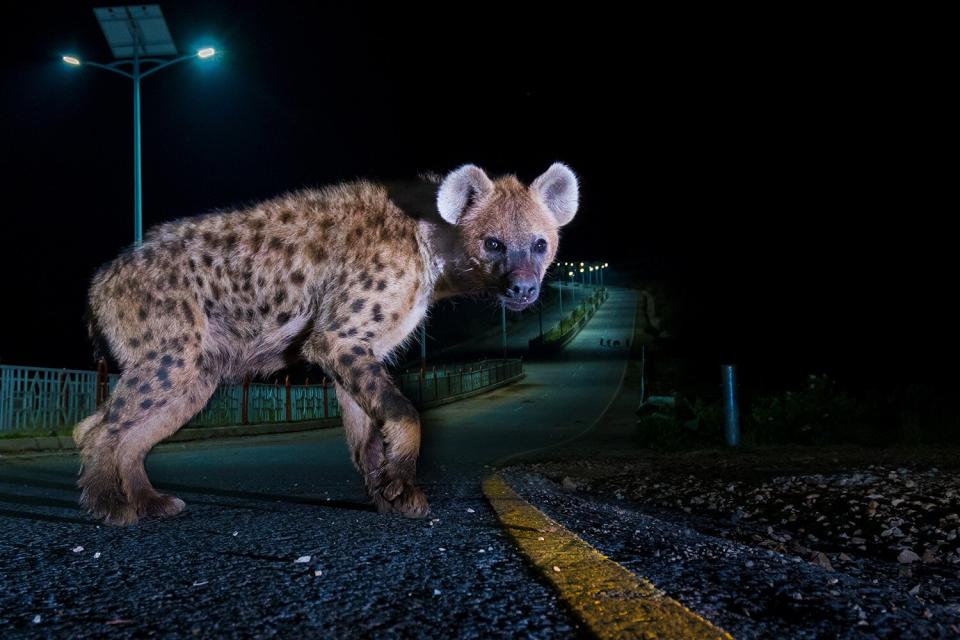 Wildlife Photographer of the Year People’s Choice Award Shortlist - Hyena highway by Sam Rowley, UK