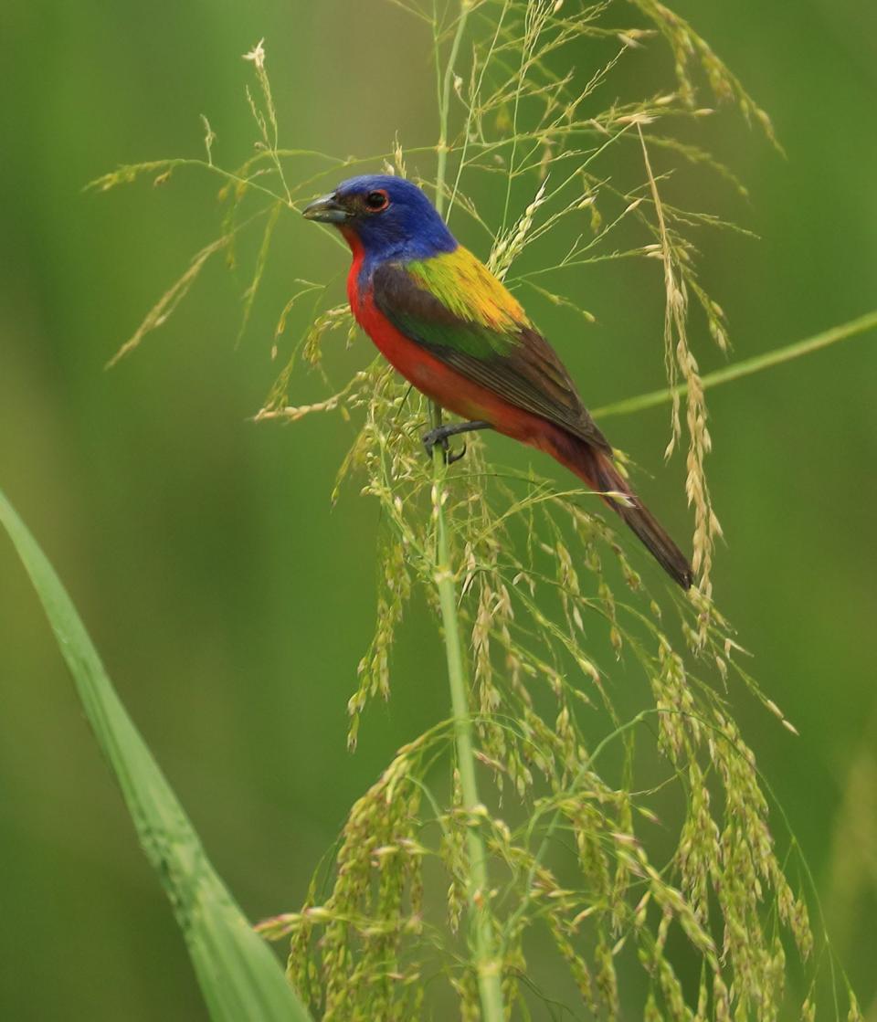 A colorful painted bunting rests on stalk.