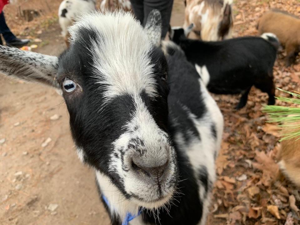 goat_tinyhouse