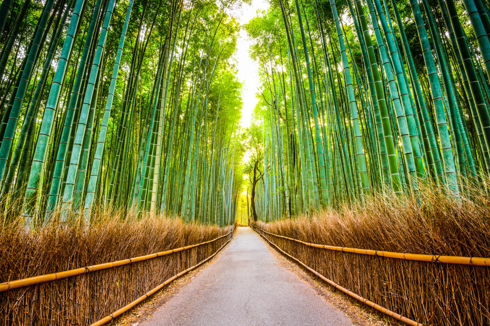 Bosque de Bambú de Arashiyama. Foto: Getty Images. 