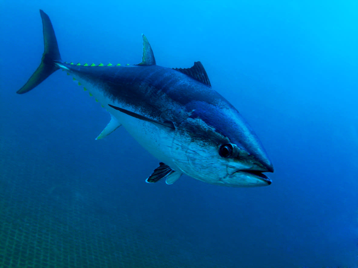 Southern bluefin tuna feature on IGFA's world record list despite being critically endangered: Getty