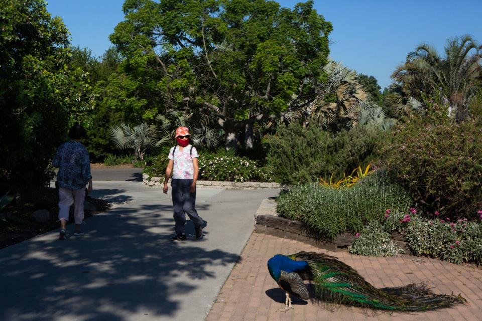 Visitors walk on a path near a preening peacock.
