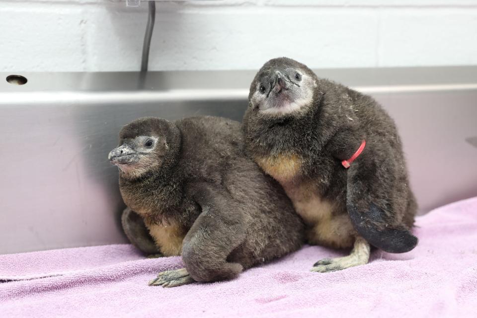 New England Aquarium welcomes four new African penguin chicks