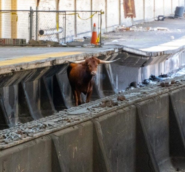 A bull on the tracks at Newark Penn Station Dec. 14, 2023.