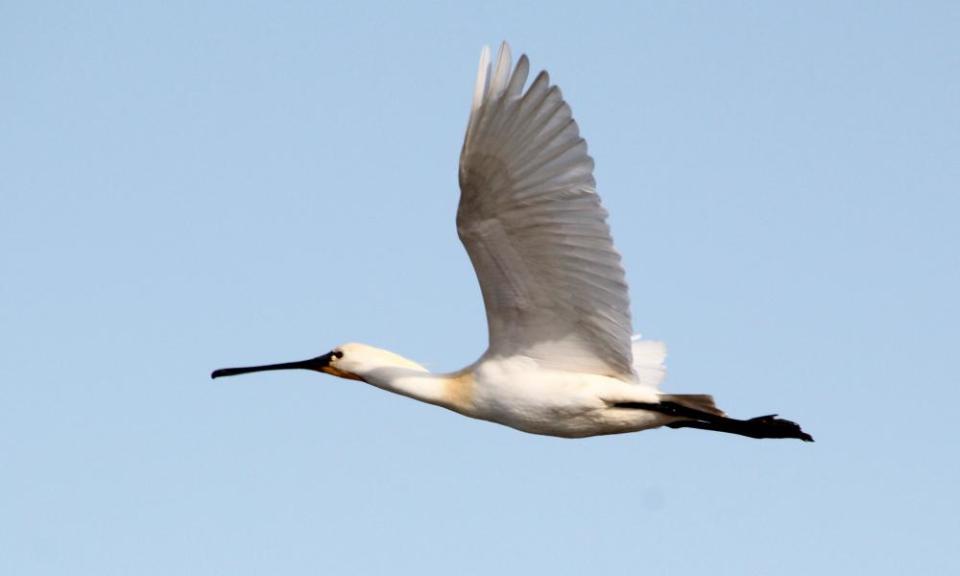 Eurasian spoonbill in flight