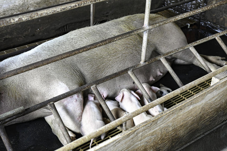 A pig in a farrowing crate with a litter of piglets feeding from her.