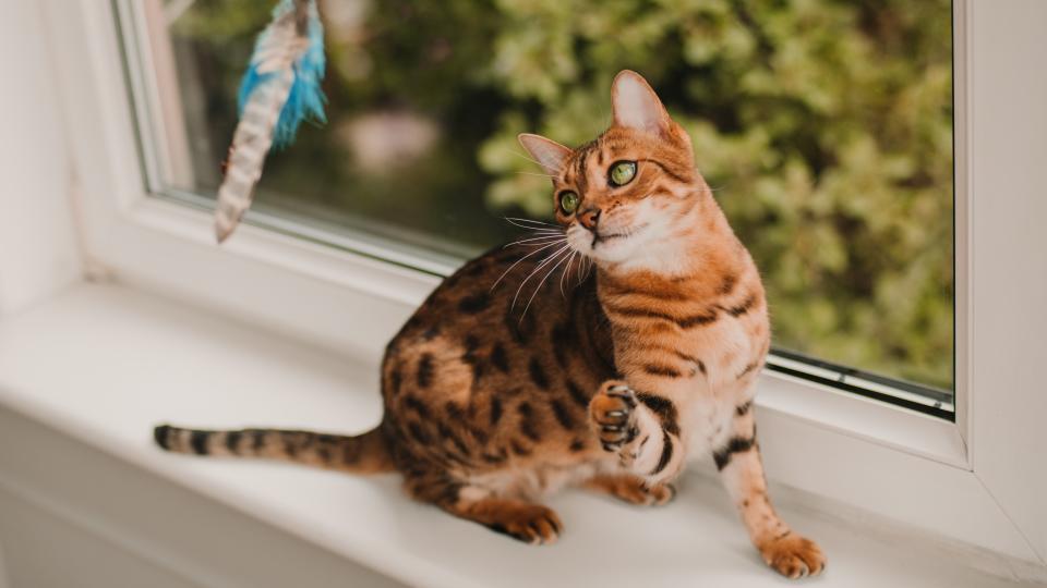 Bengal cat