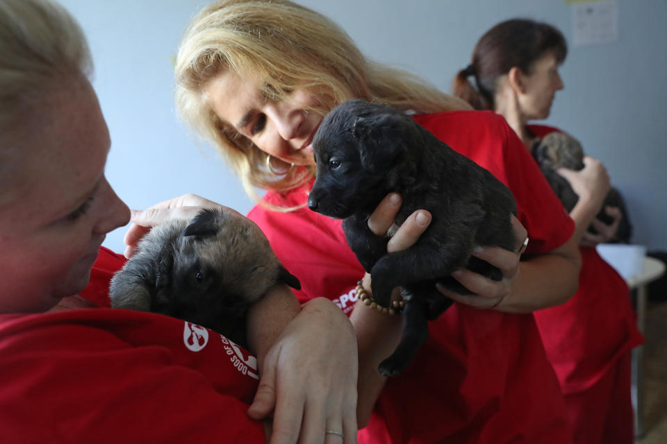 Meredith Ayan (L), executive director of SPCA International, a U.S.-based animal rescue nonprofit, SPCA program director Lori Kalef (C) and volunteer Kerry Anne O'Connor cuddle with stray puppies at a makeshift veterinary clinic operated by the Dogs of Chernobyl initiative inside the Chernobyl exclusion zone on August 17, 2017.