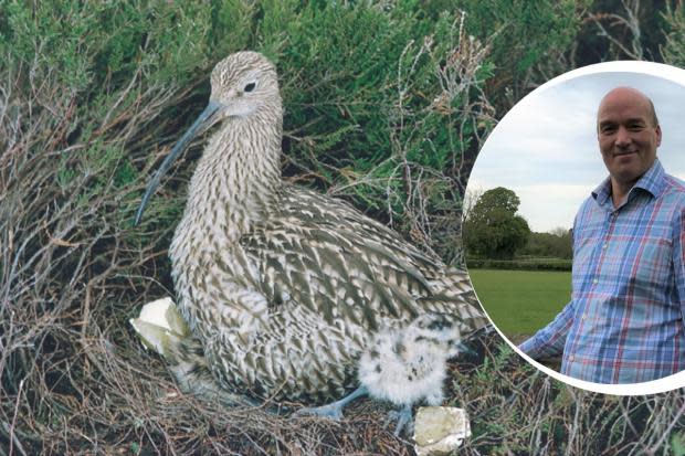 Swinton Estate near Ripon has won an award for their work with rare birds including curlews. Inset, Mark Cunliffe-Lister from the estate