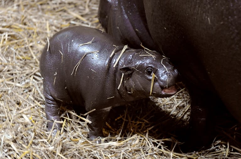 Ein vor zweieinhalb Wochen im Zoo Berlin geborenes kleines Zwergflusspferd-Mädchen entwickelt sich zum Internetstar. Ein Video von dessen erstem Bad wurde im sozialen Netzwerk Instagram nach Angaben des Tierparks bereits neun Millionen Mal angesehen. (Alain JOCARD)