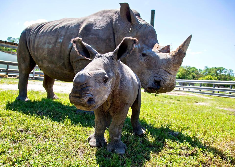 Aziza, a rare baby white rhinoceros, hangs close to her mom, Anna, at Lion Country Safari in Loxahatchee in September 2021.