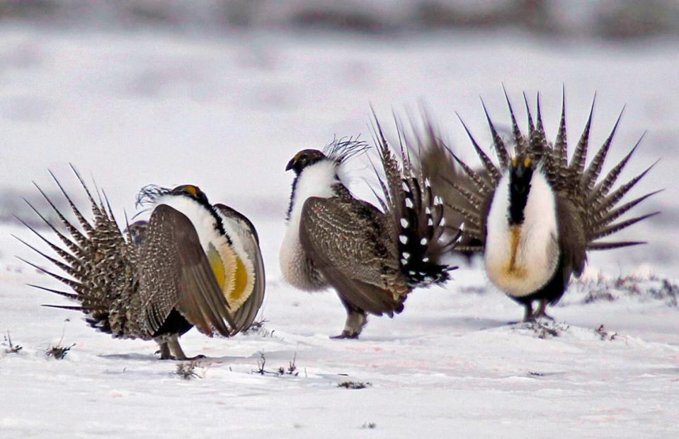 Male greater sage grouse perform mating rituals for a female grouse, not pictured, on a lake in Colorado in 2013.