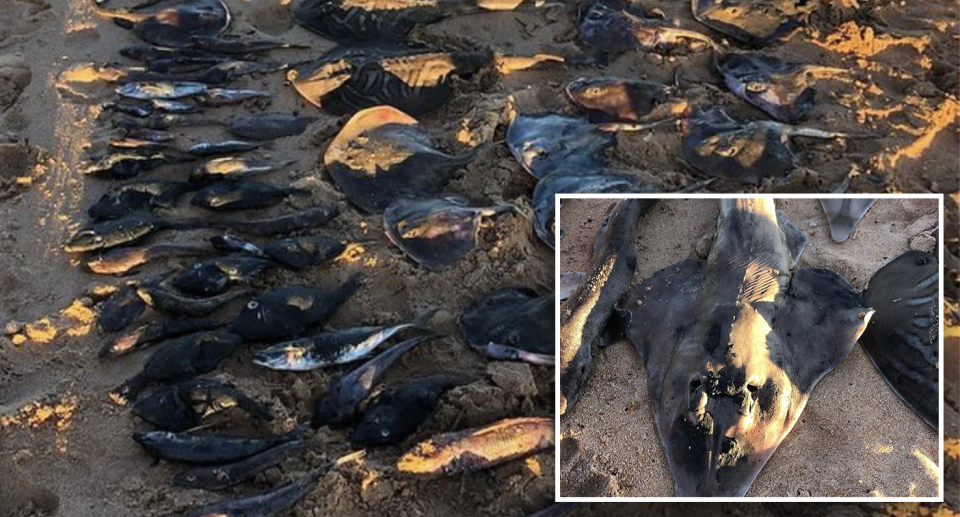 Almost 100 Aussie sea animals were believed to have been killed.