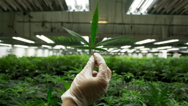 Marijuana in Montreal: Colorado representative talks legalization