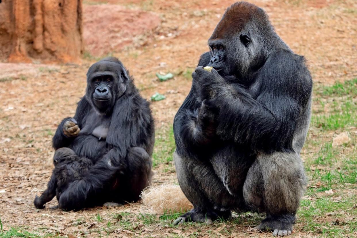 two western lowland gorillas caught on gorilla cam at Zoo Atlanta
