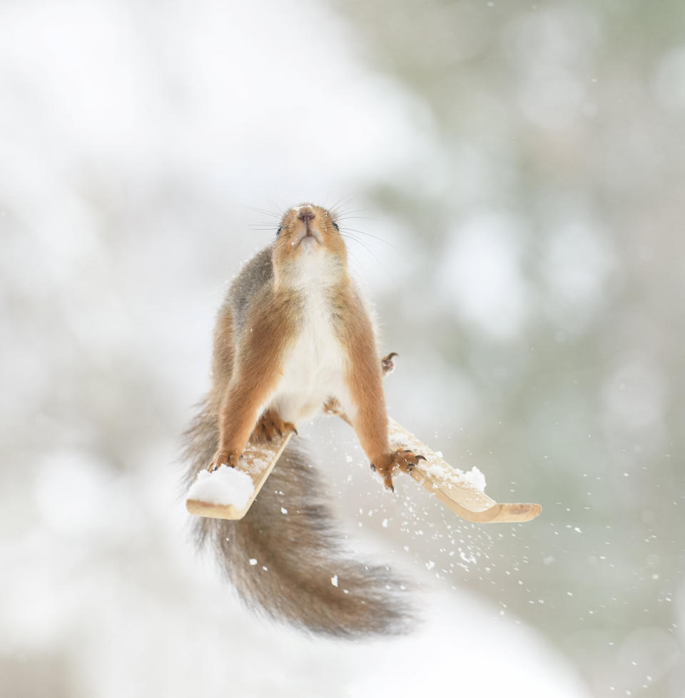 These hilarious photos show squirrels making the most of the winter weather - as they pose on miniature wooden SKIS and toy snowmobiles. The clever little red squirrels look like they are having a great time frolicking around in the snow and enjoying a winter holiday, as they appear to hover mid-air on their wooden skis and tiny toy vehicles. And the animals are rewarded for their sporting endeavours with snacks - as photographer Geert Weggen hides nuts on or nearby all of his props to encourage the squirrels to be part of the festive scene.