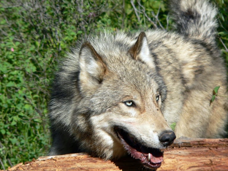 US ranchers have been accused of trying to interfere with the reintroduction of wolves in Yellowstone National Park