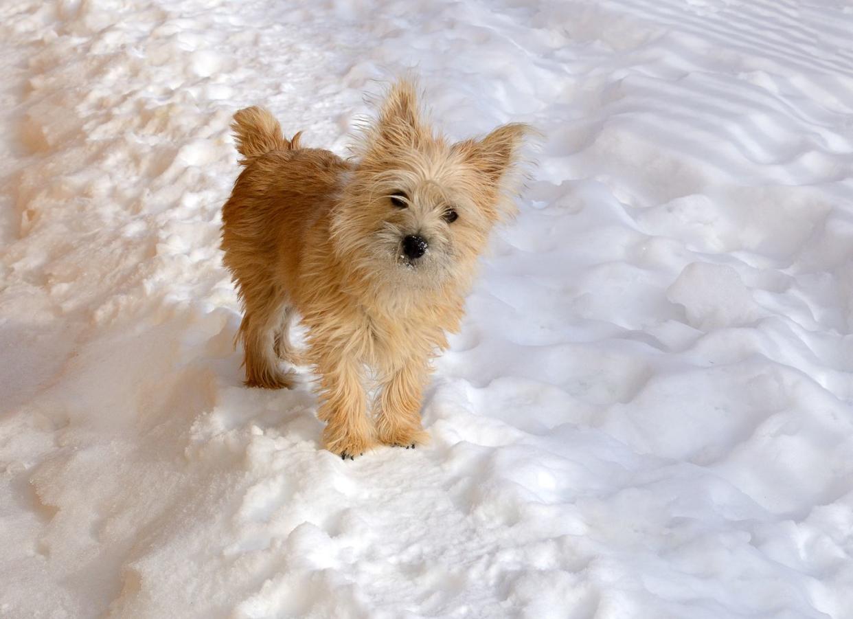 small dogs norwich terrier