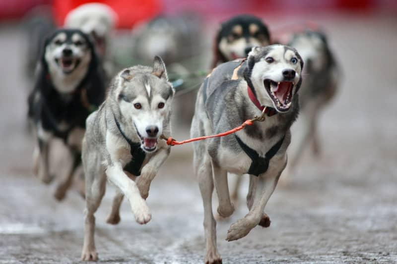 Sled dogs run on the track at the 24th International Sled Dog Race in the western town of Pullman City. Matthias Bein/dpa