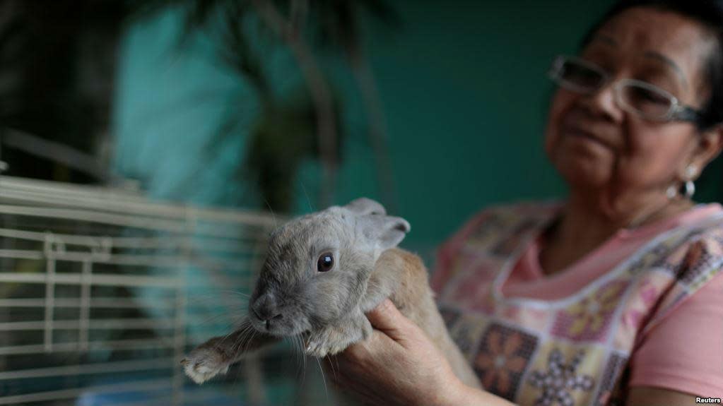 Residents of Venezuela have been advised to breed rabbits and eat them to increase their protein intake: Reuters