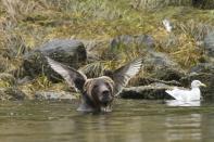 <p>Las alas de un pájaro parecen salir de la cabeza de un oso. (<i>Adam Parsons/Barcroft Media</i>)</p>