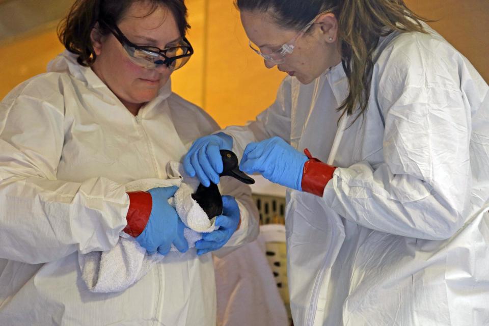 Lisa Pittman, left, and Danene Birtell clean oil off a lesser scaup, Tuesday, March 25, 2014, in Baytown, Texas. Environmental groups are trying to protect tens of thousands of wintering birds who make their home along the bay at this time of year. Up to 170,000 gallons of tar-like oil spilled into the major U.S. shipping channel after a barge ran into a ship Saturday. (AP Photo/Pat Sullivan)