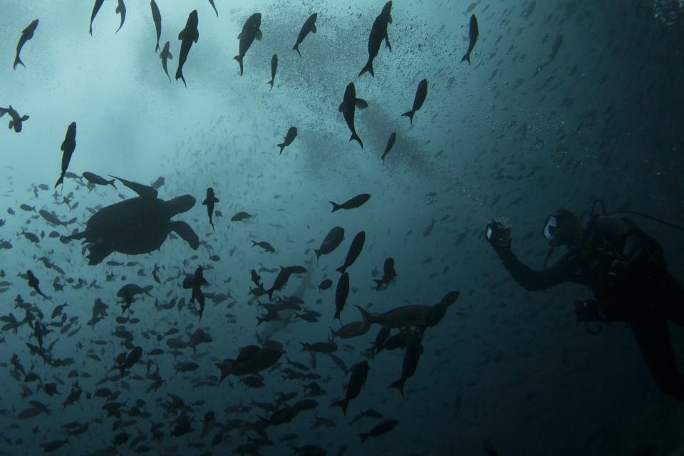 A scuba diver takes pictures of a turtle close to Wolf Island at Galapagos Marine Reserve August 19, 2013. (REUTERS/Jorge Silva)