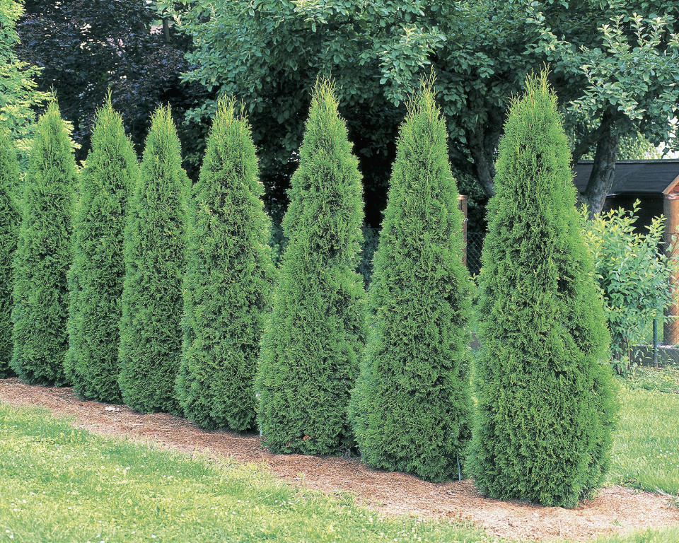 10. Arborvitae (Thuya occidentalis)