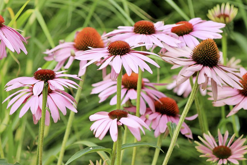 Purple coneflower