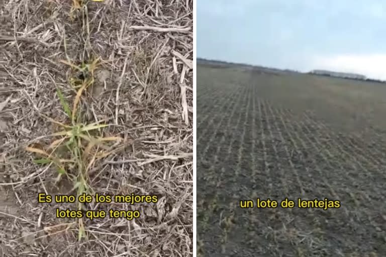 La helada afectó al trigo, la cebada, la arveja y a la lenteja. La semana pasada, Grupo Independencia compartió imágenes sobre la sequía y la helada