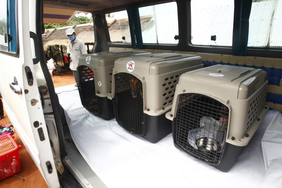 Dogs lay the cages are placed in a van in a slaughterhouse as they wait for the FOUR PAWS International, transport to the main city from Chi Meakh village in Kampong Thom province to Phnom Penh, Cambodia, Wednesday, Aug. 5, 2020. Animal rights activists in Cambodia have gained a small victory in their effort to end the trade in dog meat, convincing a canine slaughterhouse in one village to abandon the business. (AP Photo/Heng Sinith)