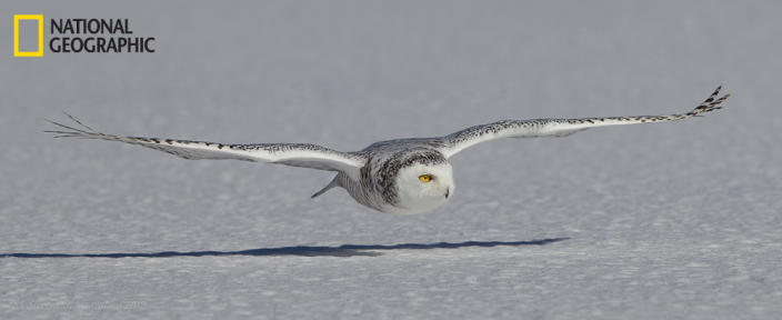 Snowy owls are amazing hunters, and when you get the chance to see one hunt, even better. These raptors are present from mid-November till early March, and then they travel back north. This female was flying across the lake from one post to the next for a vantage point to look for her next meal. These owls love the cold, unlike the photographer. Temperature that day: minus 30ºC. (Photo and caption Courtesy Markusdivinicus Stevens / National Geographic Your Shot) <br> <br> <a href="http://ngm.nationalgeographic.com/your-shot/weekly-wrapper" rel="nofollow noopener" target="_blank" data-ylk="slk:Click here" class="link ">Click here</a> for more photos from National Geographic Your Shot.