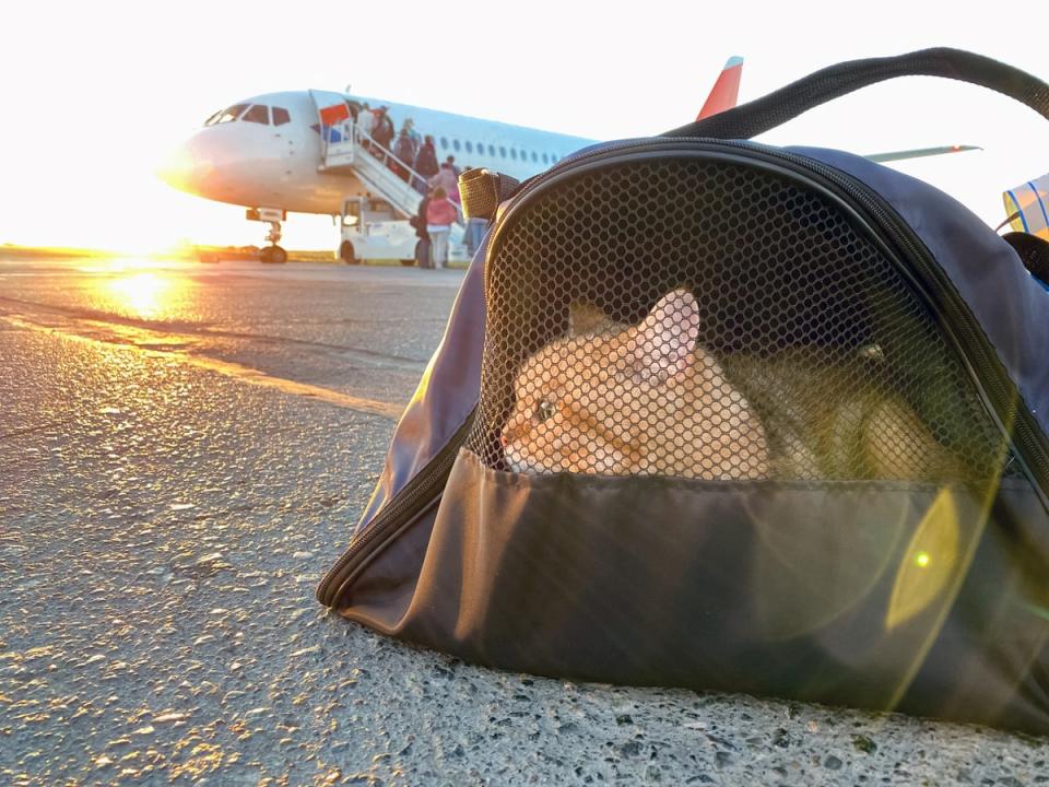 The friendly feline should have been flying in a ventilated pet carrier (Getty Images/iStockphoto)