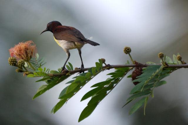 Crimson-backed sunbird <br><br>Also known as the Small Sunbird, this tiny bird is found in the foothills of the Western Ghats. One of the easiest birds to spot, it is rather difficult to photograph as it never sits still.<br><br>Photo: <a href="http://backpakker.blogspot.com" rel="nofollow noopener" target="_blank" data-ylk="slk:Lakshmi Sharath;elm:context_link;itc:0;sec:content-canvas" class="link ">Lakshmi Sharath</a><br> <br> <a href="http://in.lifestyle.yahoo.com/submissions.html" data-ylk="slk:Submit your finest bird photographs;elm:context_link;itc:0;sec:content-canvas;outcm:mb_qualified_link;_E:mb_qualified_link;ct:story;" class="link  yahoo-link">Submit your finest bird photographs</a> or share them with our Flickr pool. The best photos will be published here.