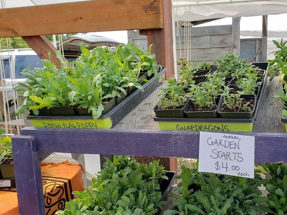 An array of vegetables at an Alaskan farmers market