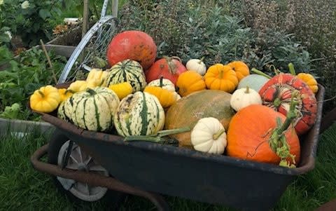 Halloween is the perfect time to try your hand at growing gourds
