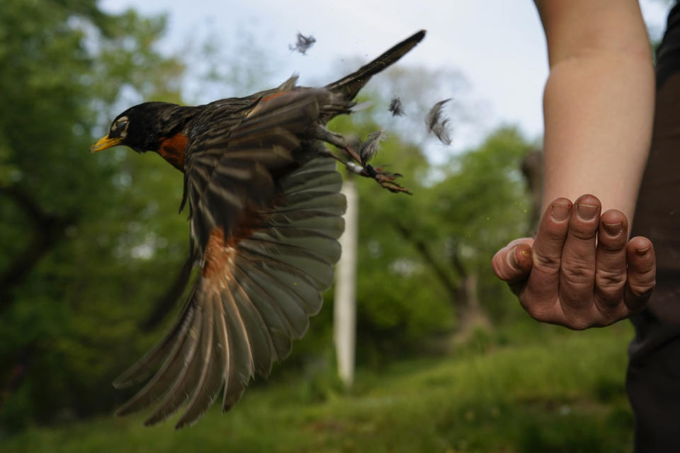 FILE - Avian ecologist and Georgetown University Ph.D. student Emily Williams releases an American robin, too light to be fitted with an Argos satellite tag, after gathering samples and data and applying bands on April 28, 2021, in Cheverly, Md. A new online atlas of bird migration, published on Thursday, Sept. 15, 2022, draws from an unprecedented number of scientific and community data sources to illustrate the routes of about 450 bird species in the Americas. (AP Photo/Carolyn Kaster, File)