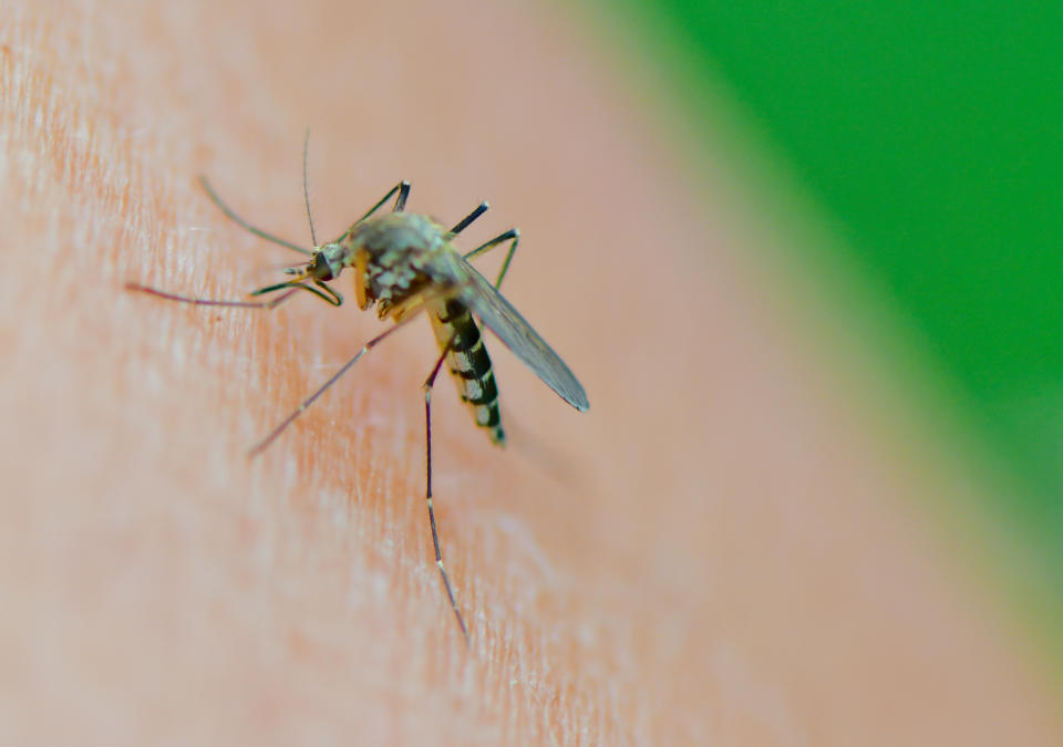 La picadura de mosquitos transmite la encefalitis equina del este, una enfermedad rara pero muy letal que se ha detectado en Michigan. (Getty Images)