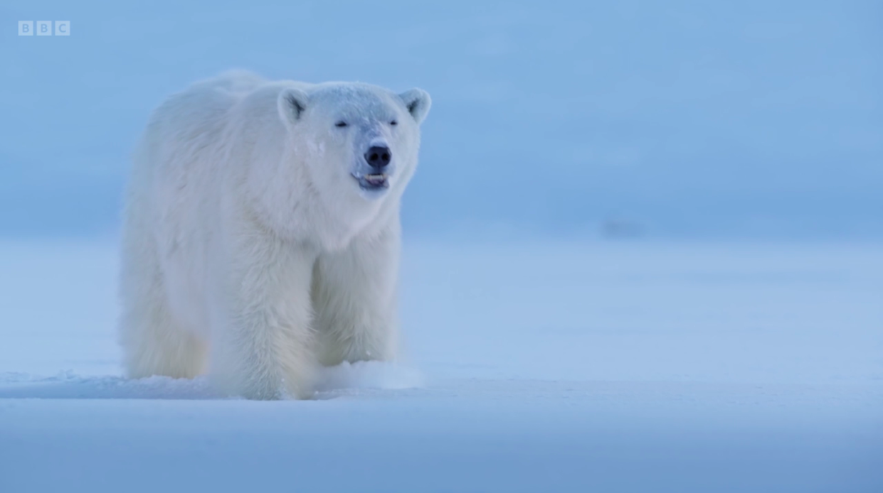 A hungry female polar bear in David Attenborough series Mammals. (BBC screengrab)